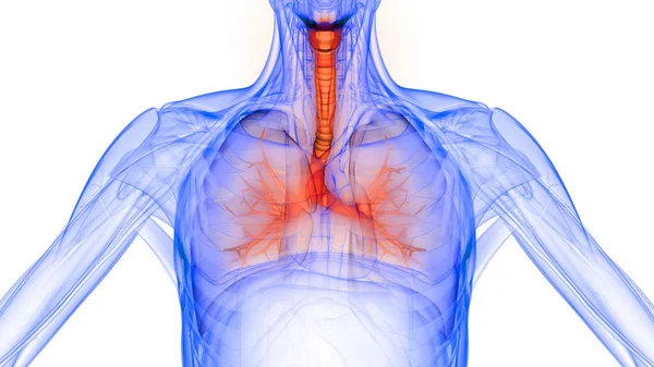 Внутрішній Орган Травної Системи Людини Анатомія Рентгенівського Рендерингу — стокове фото