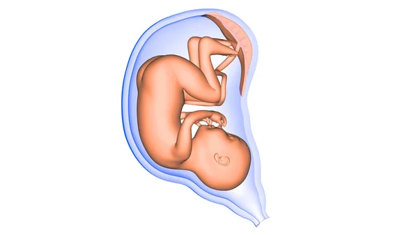 Womb解剖中的胎儿3D渲染 — 图库照片