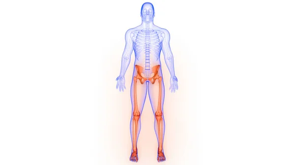 Dolne Kończyny Stawy Kostne Ludzkiego Układu Szkieletowego Anatomia Renderowania — Zdjęcie stockowe