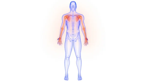 Костяные Суставы Верхних Конечностей Системы Человеческого Скелета Анатомия Рендеринг — стоковое фото