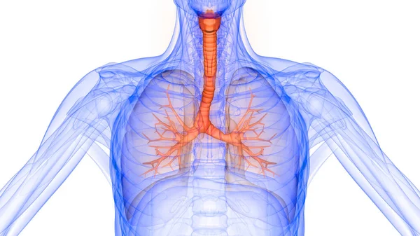 人体消化系统内器官解剖X射线3D绘制 — 图库照片