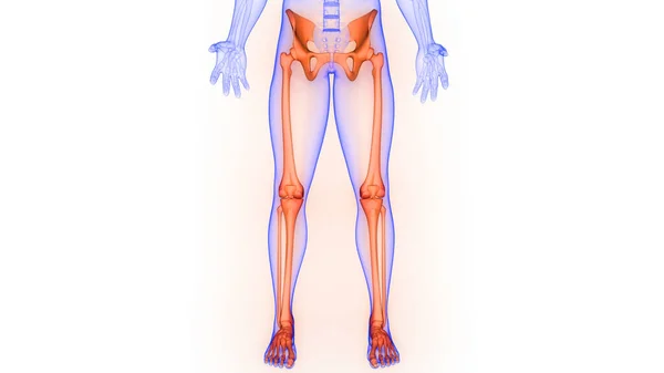 Articulações Ósseas Dos Membros Inferiores Anatomia Sistema Esqueleto Humano Renderização — Fotografia de Stock