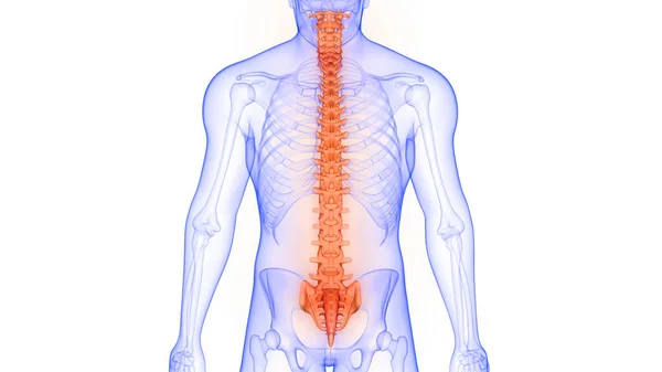Gerincoszlop Emberi Csontváz Anatómia Ray Renderelés — Stock Fotó