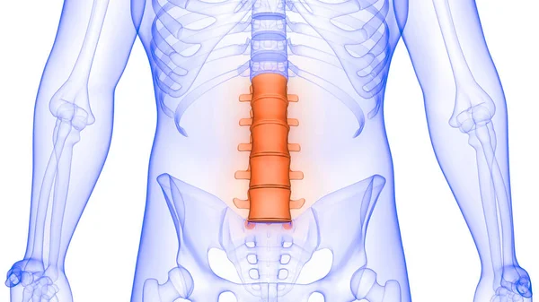 Vertebral Kolonn Lumbar Vertebrae Mänsklig Skelett Anatomi Röntgen Rendering — Stockfoto