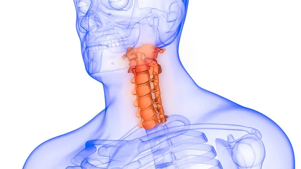 Columna Vertebral Vértebras Cervicales Anatomía Del Esqueleto Humano Rendimiento Rayos — Foto de Stock