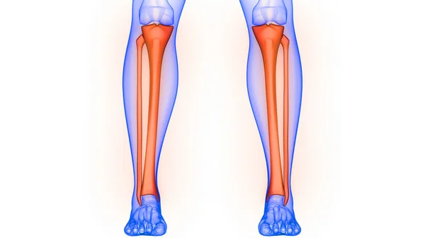 Tibia Och Fibula Benleder Mänskligt Skelett System Anatomi Rendering — Stockfoto