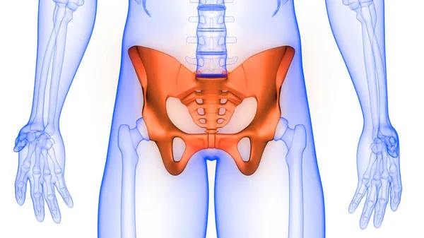 Stawy Miednicy Stawy Kostne Ludzkiego Układu Szkieletowego Anatomia Renderowania — Zdjęcie stockowe