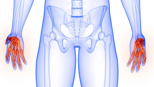 人体骨骼系统的掌骨连接解剖3D绘制 — 图库照片