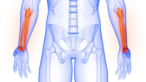 人体骨骼系统解剖3D的Radius和Ulna骨节 — 图库照片