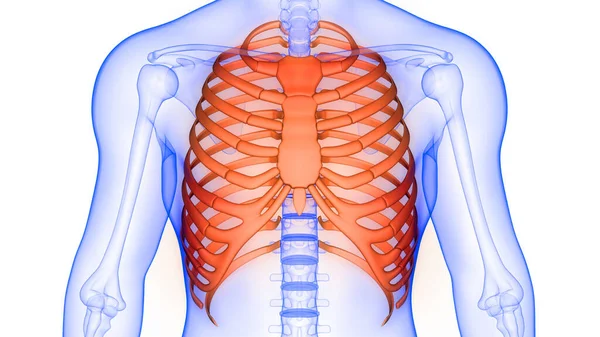 Klatka Piersiowa Ludzkiego Układu Szkieletowego Anatomia Renderowania — Zdjęcie stockowe