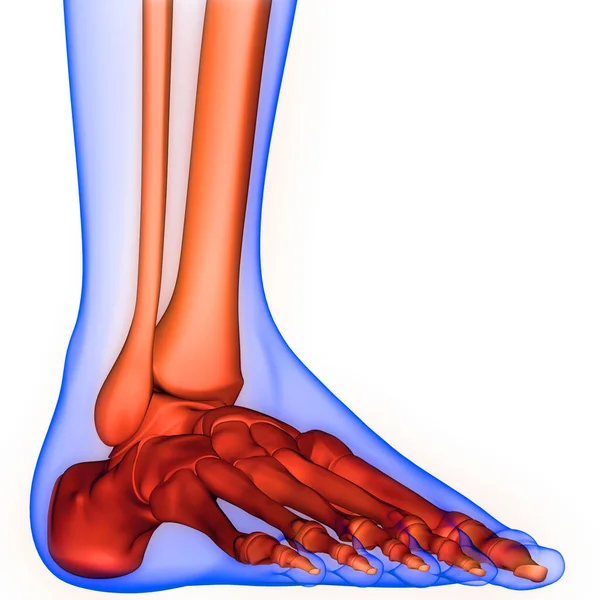 Leg Bone Joints of Human Skeleton System Anatomy 3d rendering