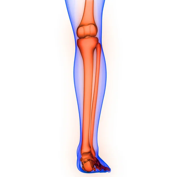 人体骨骼系统解剖3D绘制的腿骨关节 — 图库照片