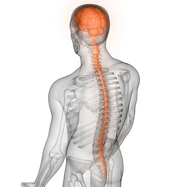Människans Inre Organ Hjärna Med Nervsystemet Anatomi Röntgen Rendering — Stockfoto