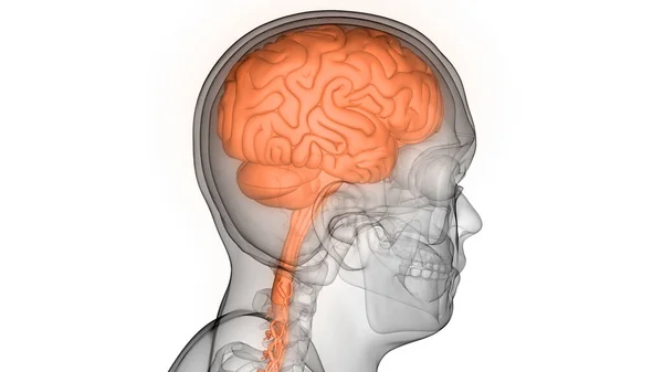 Cerveau Interne Humain Organe Avec Anatomie Système Nerveux Ray Rendu — Photo