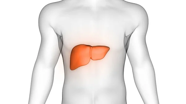 Fígado Uma Parte Sistema Digestivo Humano Anatomia Raio Renderização — Fotografia de Stock