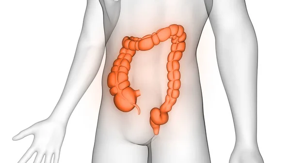 Human Internal Organ Digestive System Large Intestine Anatomy Ray Renderelés — Stock Fotó