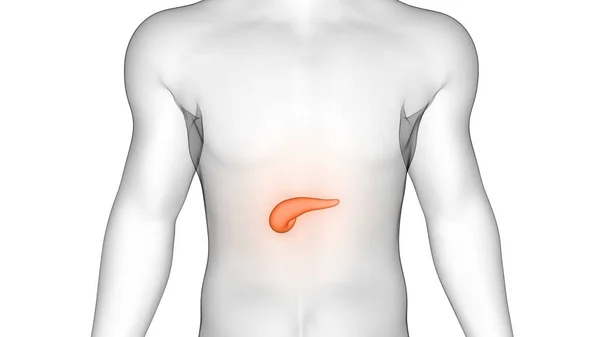 Internes Organ Des Verdauungssystems Bauchspeicheldrüse Anatomie Röntgen Rendering — Stockfoto