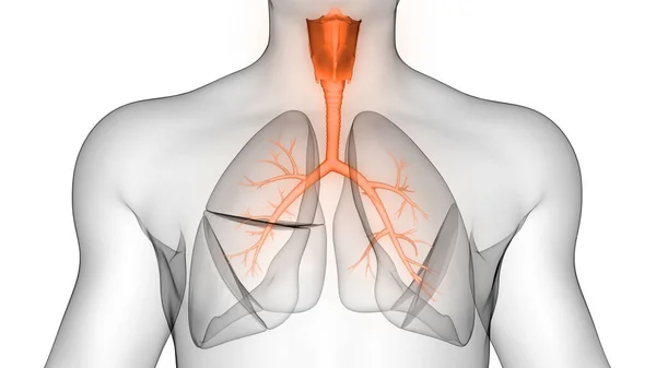 Órgano Interno Humano Anatomía Del Sistema Digestivo Rendimiento Rayos —  Fotos de Stock