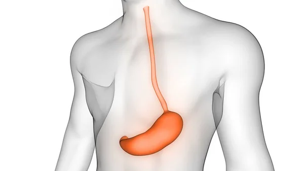 消化系统内器官胃解剖学X射线三维成像 — 图库照片