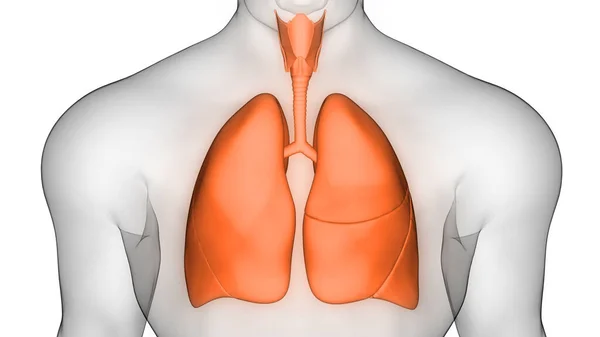 Órgão Interno Humano Sistema Digestivo Anatomia Raios Renderização — Fotografia de Stock