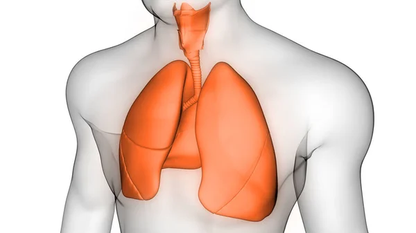 Human Internal Organ Digestive System Anatomy Ray 렌더링 — 스톡 사진