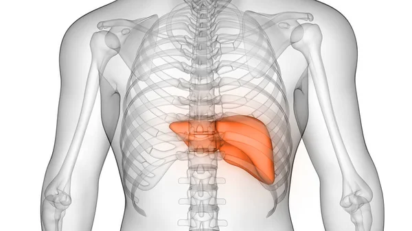 Hígado Una Parte Anatomía Del Sistema Digestivo Humano Rendimiento Rayos —  Fotos de Stock