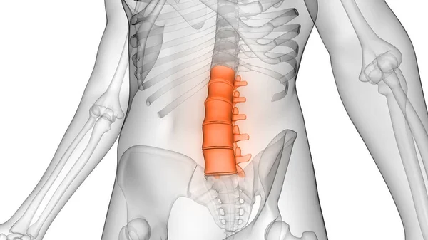 Vertebral Column Lumbar Vertebrae of Human Skeleton Anatomy X-ray 3D rendering