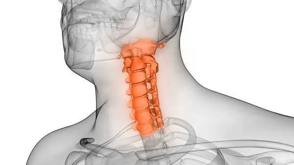 人体颅骨解剖学X线三维成像的颈椎直立柱 — 图库照片