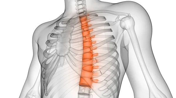 Vertebral Kolonn Bröstkorg Vertebrae Mänskliga Skelett Anatomi Röntgen Rendering — Stockfoto