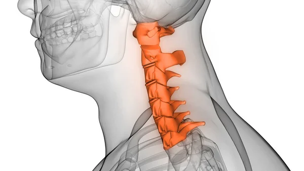 Vertebral Kolonn Cervikala Vertebrae Mänskliga Skelett Anatomi Röntgen Rendering — Stockfoto