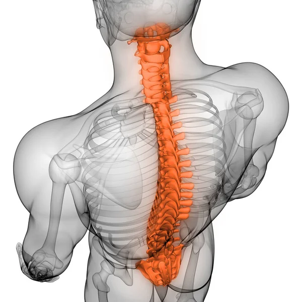 Kręgosłup Ludzkiego Szkieletu Rentgenowskie Anatomia Renderowania — Zdjęcie stockowe