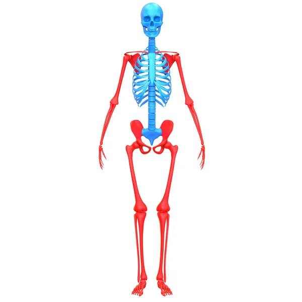 Scheletro Appendicolare Del Sistema Scheletrico Umano Anatomia Rendering — Foto Stock