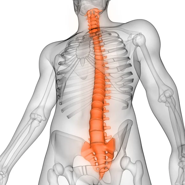 Columna Vertebral Anatomía Del Esqueleto Humano Rendimiento Rayos — Foto de Stock