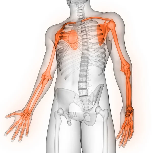 人間の骨格系の上肢骨関節解剖学3Dレンダリング — ストック写真