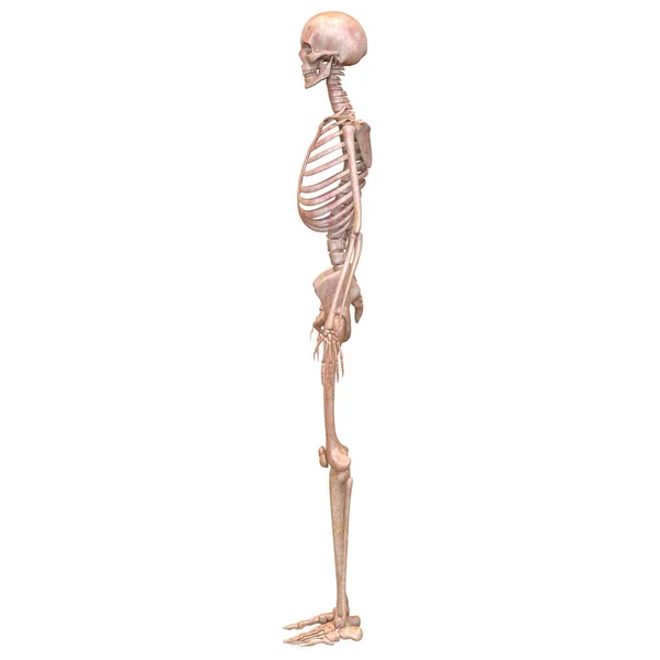 Articulaciones Óseas Del Sistema Esquelético Humano Anatomía Renderizado — Foto de Stock