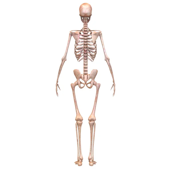 Articulações Ósseas Anatomia Sistema Esqueleto Humano Renderização — Fotografia de Stock