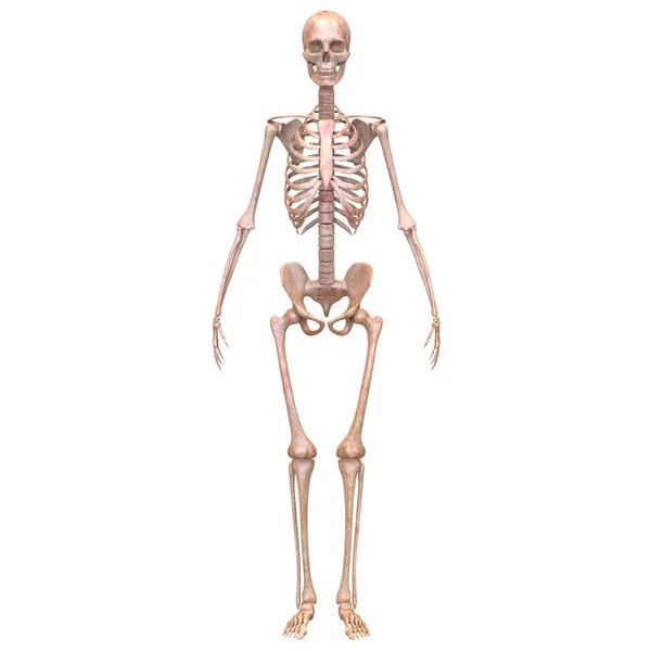 Giunti Ossei Del Sistema Scheletrico Umano Anatomia Rendering — Foto Stock