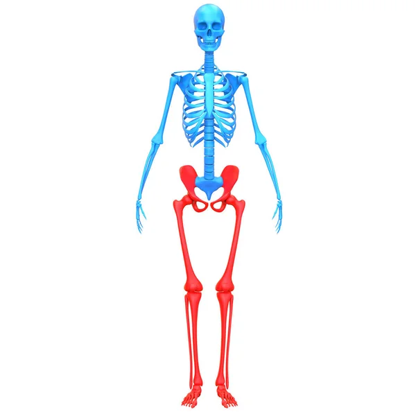 Dolne Kończyny Stawy Kostne Ludzkiego Układu Szkieletowego Anatomia Renderowania — Zdjęcie stockowe