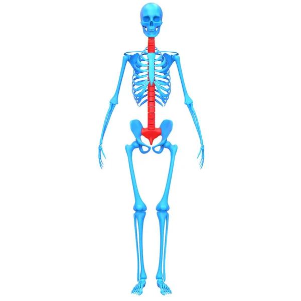 Εγκεφαλική Στήλη Του Ανθρώπινου Σκελετού Anatomy Ray Απόδοση — Φωτογραφία Αρχείου