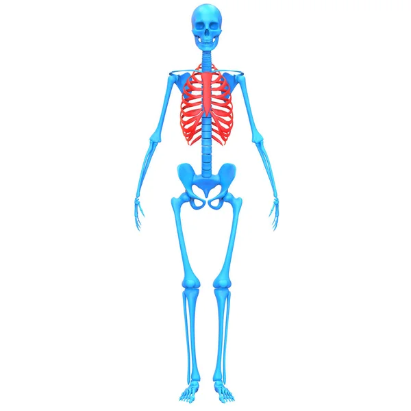Gabbia Toracica Del Sistema Scheletrico Umano Anatomia Rendering — Foto Stock