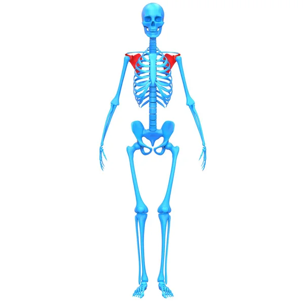 Scapula Bone Joints Human Skeleton System Anatomy Rendering — Stock Photo, Image
