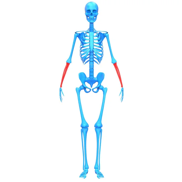 Радиус Ульна Костные Соединения Человеческого Скелета Анатомия Рендеринг — стоковое фото