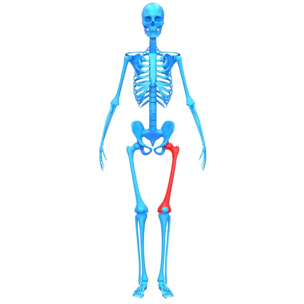 Femur Bone Joints Human Skeleton System Anatomy Rendering — Stock fotografie