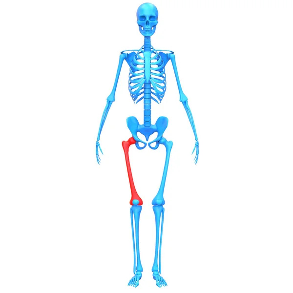 Futerkowe Stawy Kostne Ludzkiego Układu Szkieletowego Anatomia Renderowania — Zdjęcie stockowe