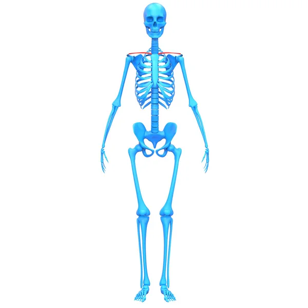 Clavicle Bone Joints Human Skeleton System Anatomy Rendering — Stock Photo, Image