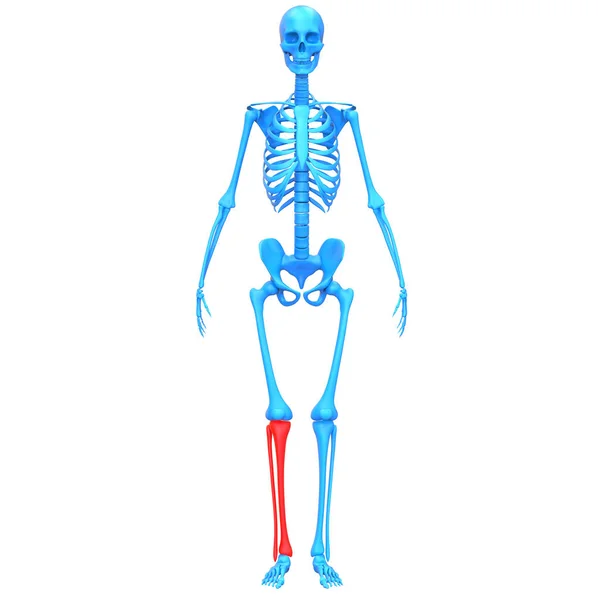 Tibia Fibula Bone Joints Human Skeleton System Anatomy Rendering — Stock Photo, Image