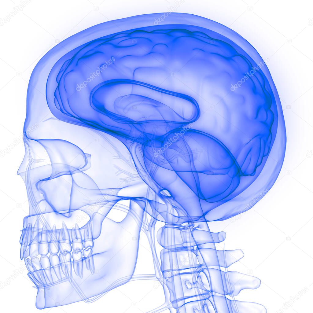 Human Internal Organ Brain with Nervous System Anatomy X-ray 3D rendering
