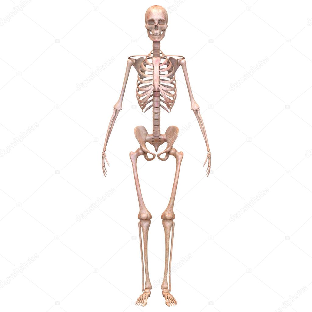 Bone Joints of Human Skeleton System Anatomy 3d rendering