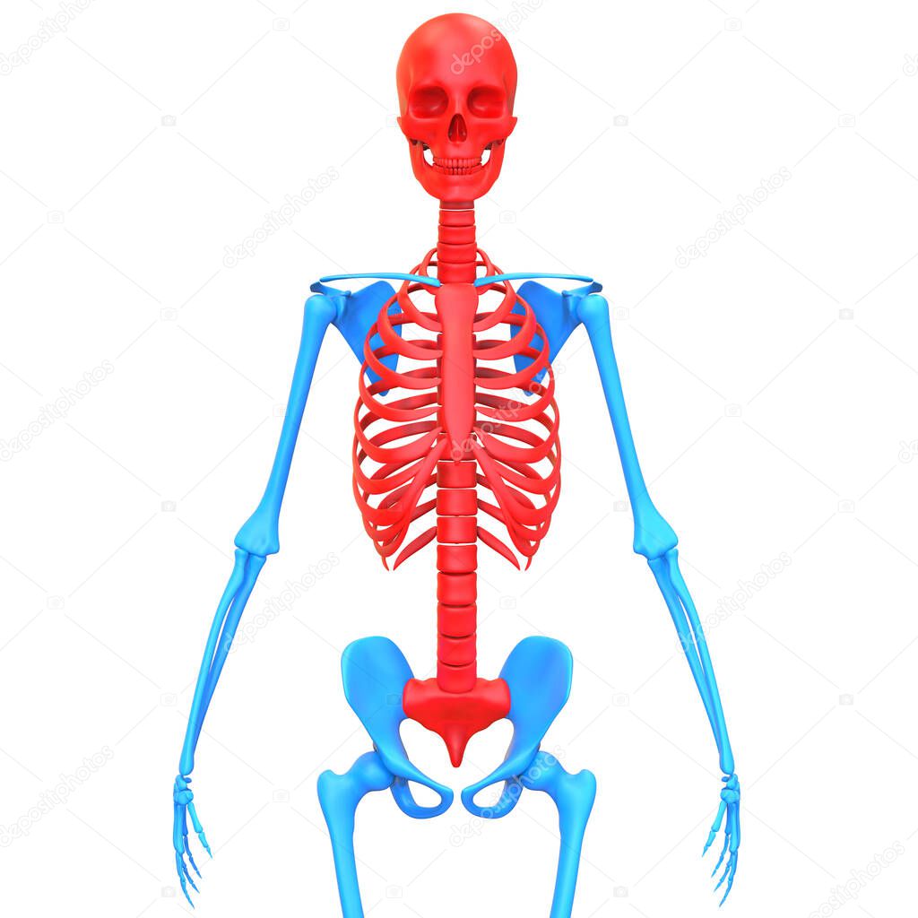 Axial Skeleton of Human Skeleton System Anatomy 3d rendering