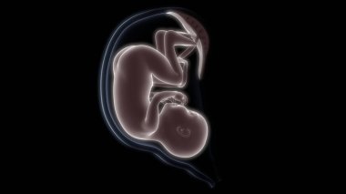 Rahim anatomisindeki fetüs X-ray 3D görüntüleme